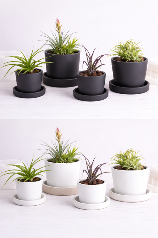 Mixed Stone - Planter Pots - Small